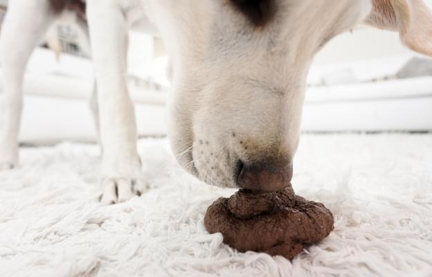 куче изпражнения