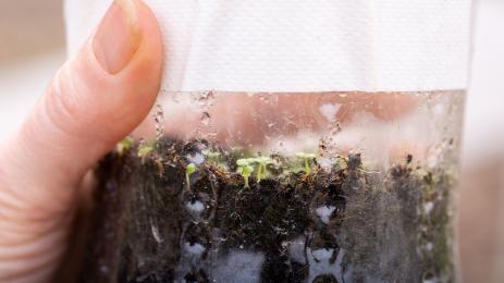 семена хладилник