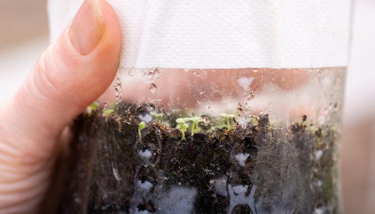 семена хладилник - Агро Телеграф: Семената в хладилника преди засяване