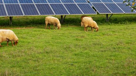 овце фотоволтаици