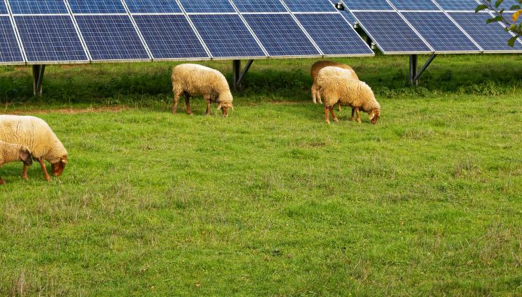 овце фотоволтаици - Агро Телеграф: 80 000 овце пасат около фотоволтаици в САЩ