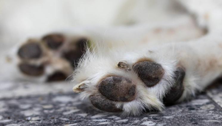 куче мъртво