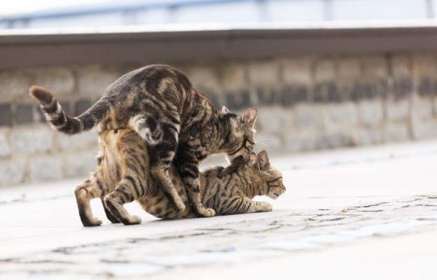 Котки се чифтосват