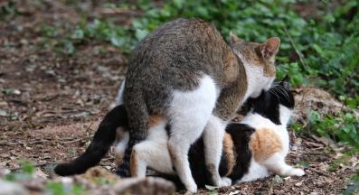 Котки се чифтосват