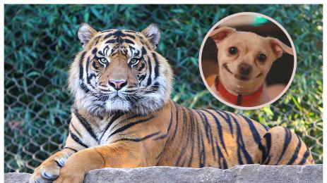 куче тигър
