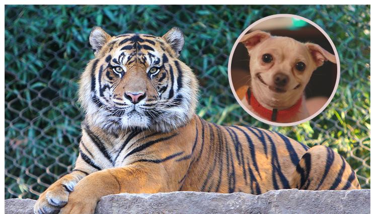 куче тигър - И КЕРЕМИДИТЕ ИМ СЕ СМЕЯТ: Китайски зоопарк пробутва кучета за тигри! (ВИДЕО+СНИМКИ)