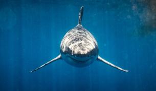 Откриха тялото на жена, загинала при нападение от акула край Калифорния