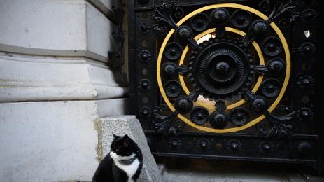 котарак палмерстън