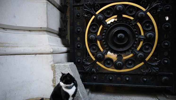 котарак палмерстън - Пенсиониран котарак замина на дипломатическа мисия на Бермудите