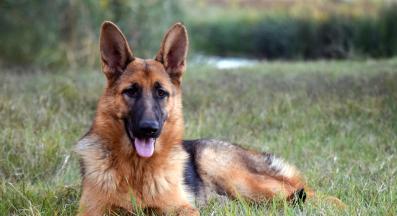 Немска овчарка