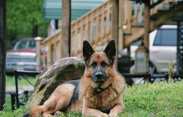 Немска овчарка