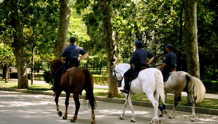Конна полиция - ВИП МЕНЮ: СДВР ще храни конете с 30 тона слама!