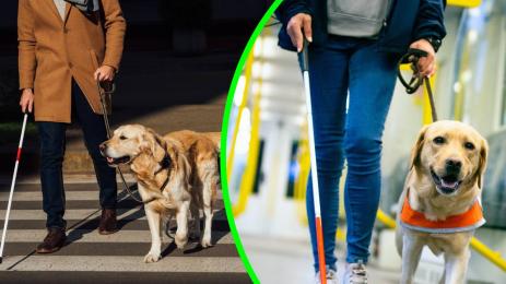 кучета водачи