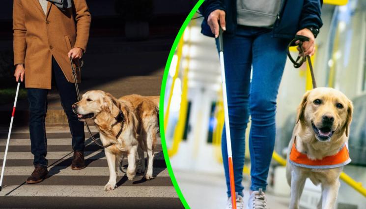 кучета водачи - Фондация „Очи на четири лапи“: Обучили сме 85 кучета водачи за слепи хора!