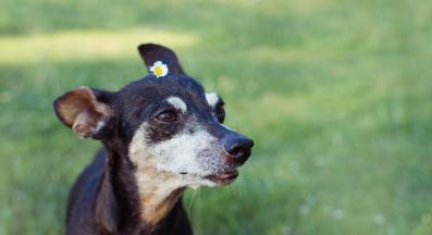 лайшманиоза куче