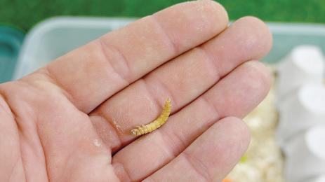 брашно червеи