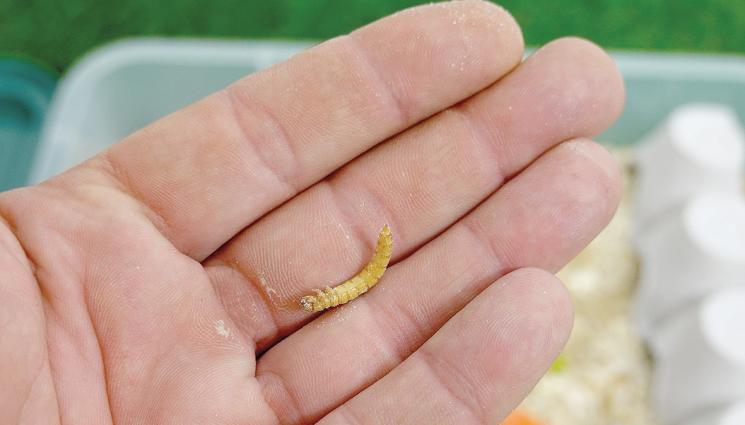 брашно червеи - Агро Телеграф: Брашно от червеи влиза в хляба