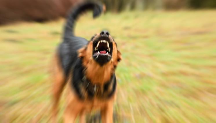 агресивно куче