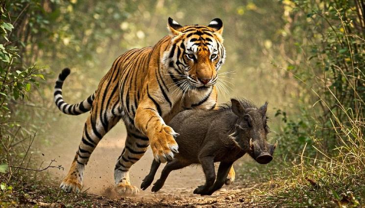 тигър глиган - ОТ ВРАГОВЕ В ПРИЯТЕЛИ: Тигрица и глиган паднаха в кладенец и си станаха дружки!