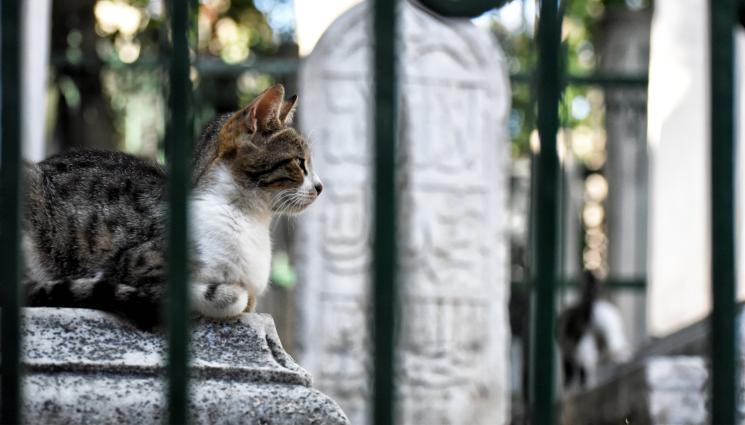 котка гроб - ВЕЧНА ЛЮБОВ: Котка живее 7 години върху гроба на стопанина си