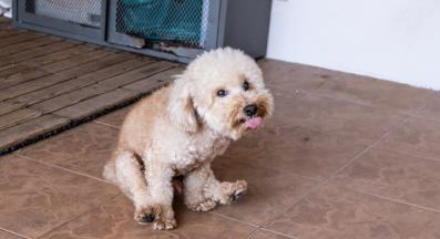 куче анални жлези