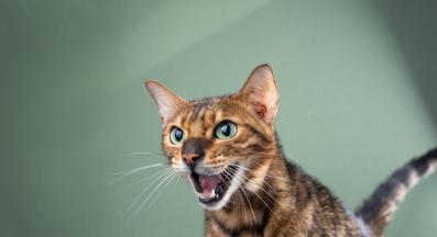 Домашна котка