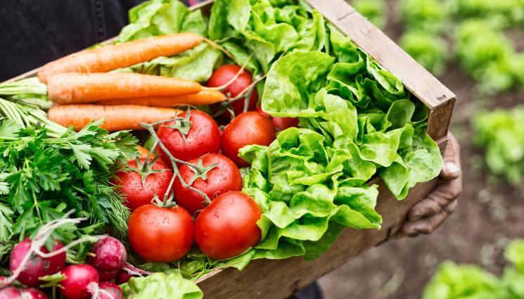 зеленчуци - ЗДРАВОСЛОВНО: Деца и възрастни хрупат зеленчуци от първата общинска еко градина