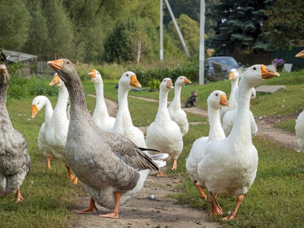 Гъшият дроб е изискан деликатес ценен от гастрономи от векове