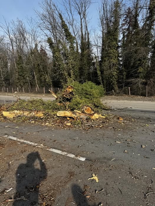 дърво цариградско