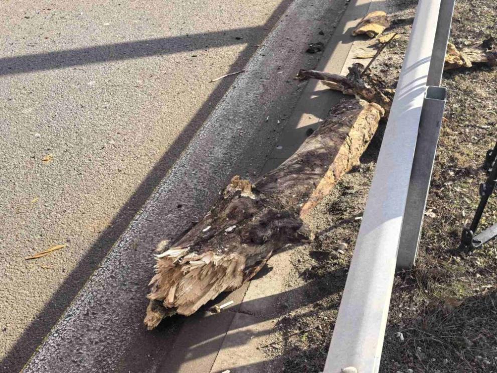  дърво софия кола 