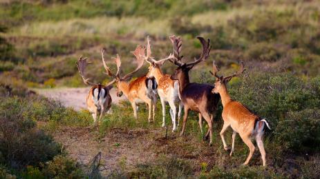 елен лопатар