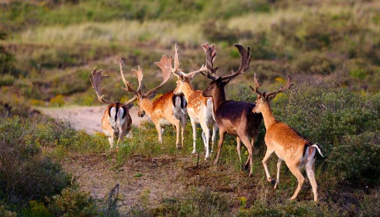 елен лопатар - И ЛОВЕЦ СЪМ, И РИБАР СЪМ: Разселиха 24 елени лопатари и кошути в Девин