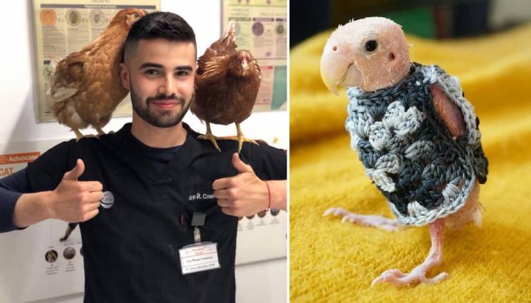 d - Случва се в определени периоди от годината - защо птиците губят перата си?