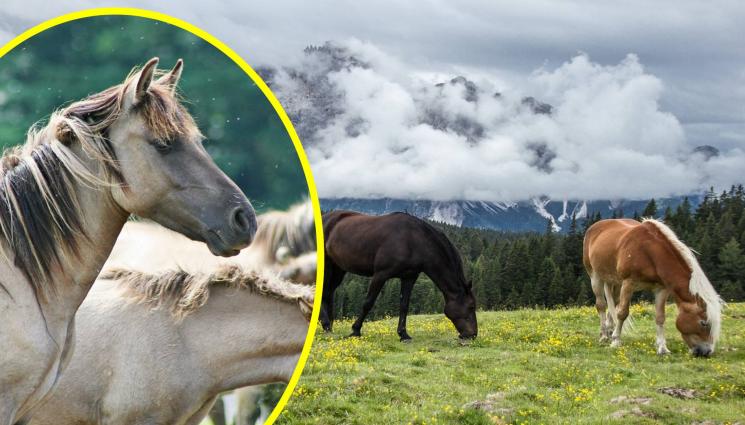 коне - КЪСМЕТЛИИ СМЕ: Изчезнал вид кон си хареса Източните Родопи! (СНИМКИ)