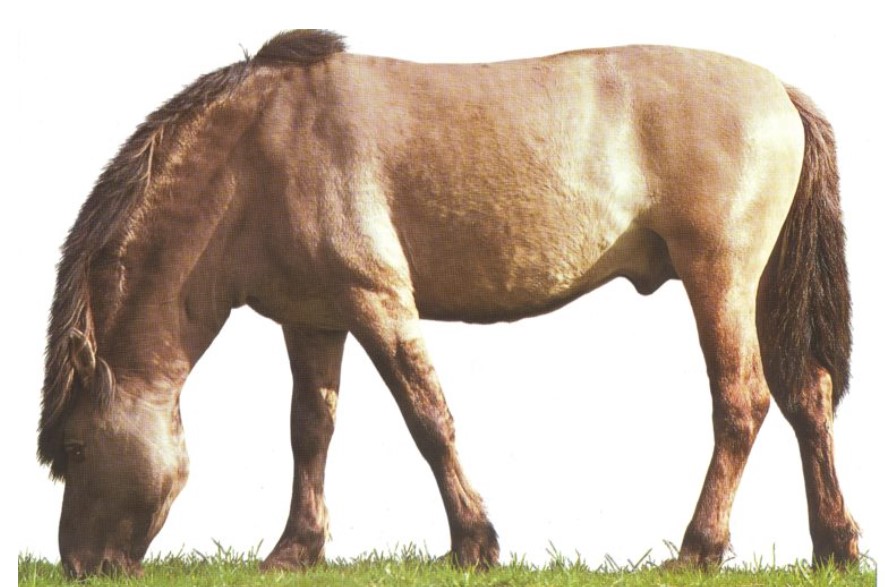 кон тарпан