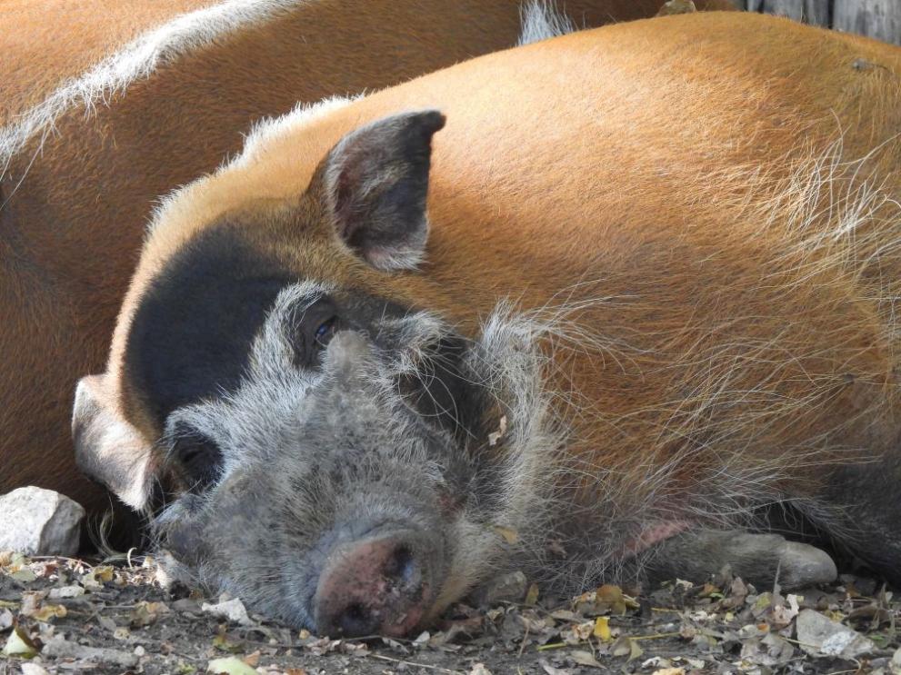 Зоопаркът в София отправя апел към любителите на животните в