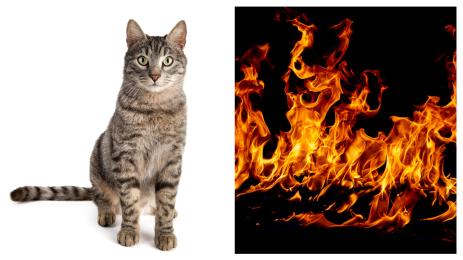 пожар котка