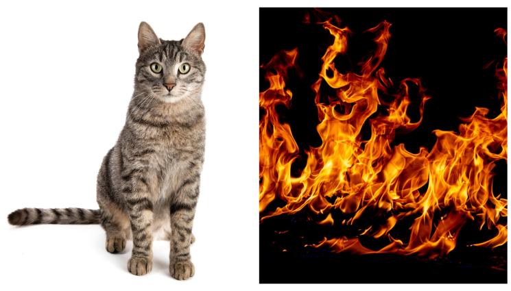 пожар котка - БГ ДРАМА КАТО ОТ ФИЛМ: Котка спаси дете от пожар!