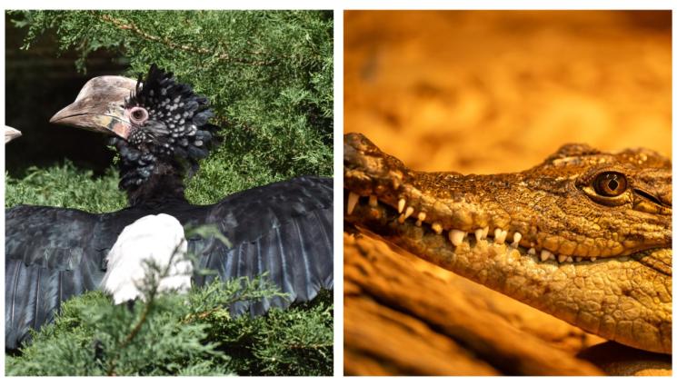 e - С ГРИЖА ЗА ДРУГИЯ: Търсят осиновители за риба вампир, питони, лешояди в зоопарка!