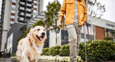 куче разходка