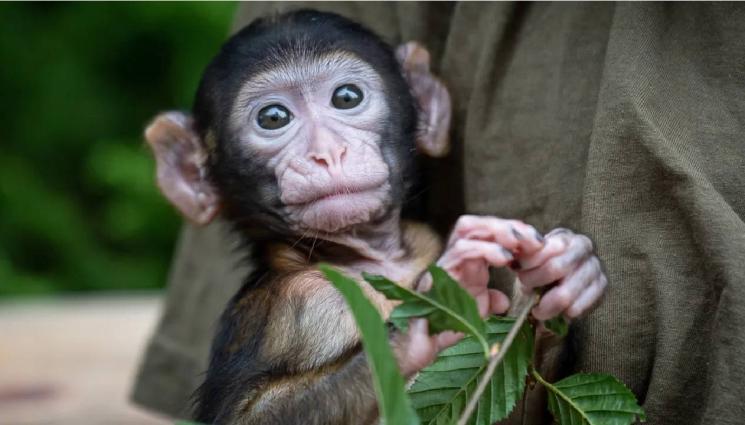 качулат макак маймуна - СЪЛЗИ В ЗООПАРКА: Малкото сираче Пънч и неговото плюшено „мами“ разплакаха света (ВИДЕО)