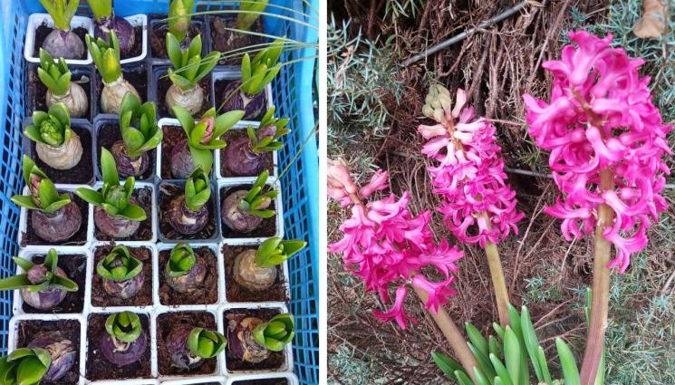 луковици - Агро Телеграф: Луковиците - в гаража, преди да ги заровите в земята