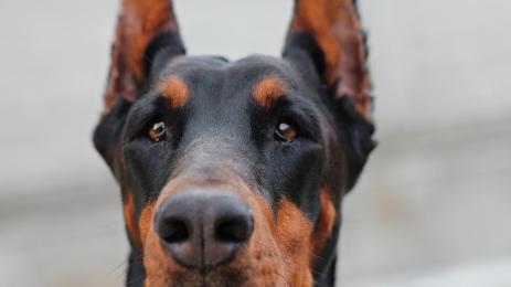 доберман