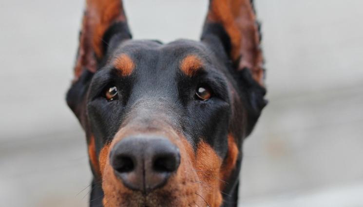 доберман - ДРАМА ПРЕД МАГАЗИНА: Доберман изпохапа жена! (СНИМКА)