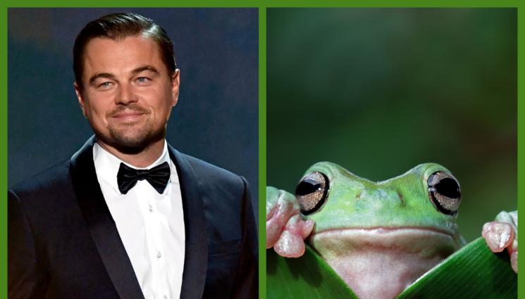 леонардо ди каприо - Нов вид жаба кръстиха на Леонардо ди Каприо!