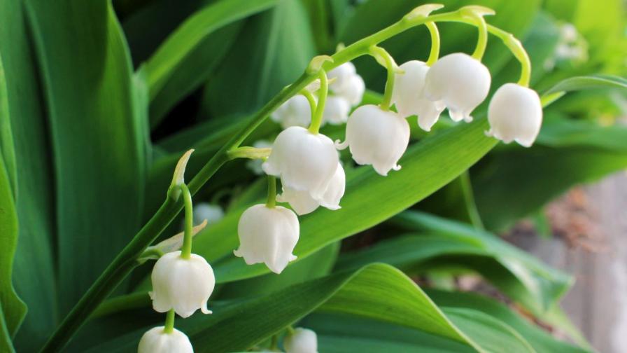 момина сълза