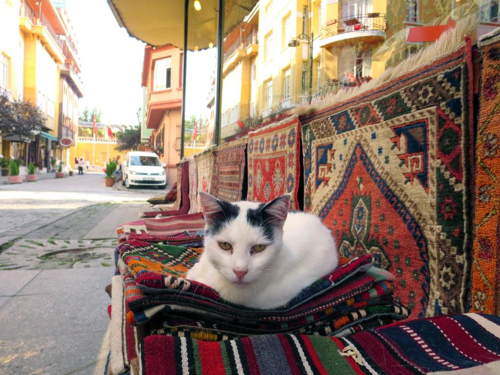 коте