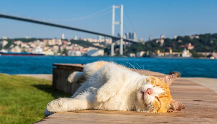котка - Вековната любов към котките в Истанбул и традицията манджаджъ (СНИМКИ)