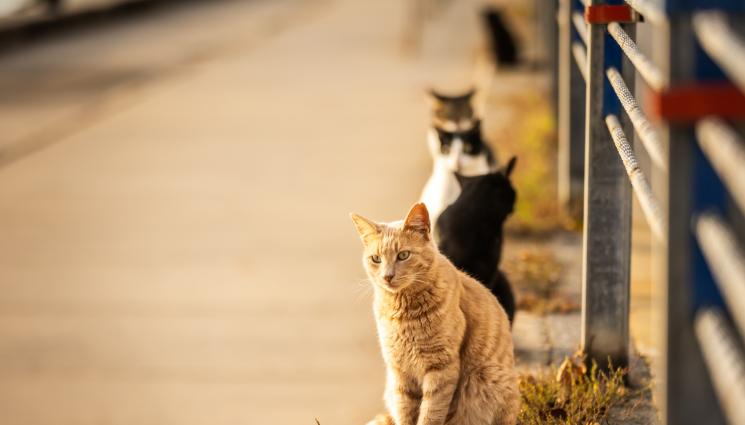 котки - ЗАСЛУЖЕНО НАКАЗАНИЕ: Глобиха мъж с над един милион евро за насилие над животни!
