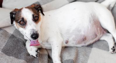 бременно куче